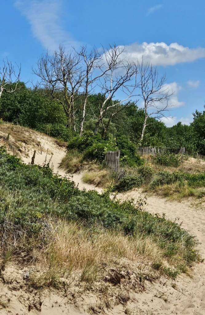 Foto bij gedicht : Hittegolf 24/06/26