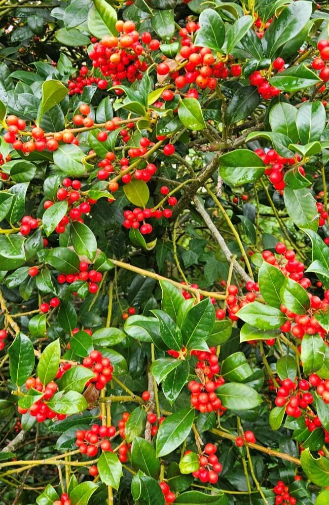 Foto bij gedicht : Kerst 26/10/26